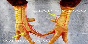 Xem vảy gà chọi